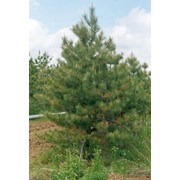 Сосна крымская Pinus pallasiana высота 230-250см фото