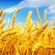 Пшеница Тризо 1 репродукции