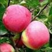 Саженцы яблони Слава победы (осень) фото