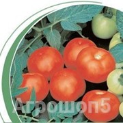 Семена томата Топкапи F1. 1000 семян. Nickerson-Zwaan. Детерминантный ранний для окрытого грунта и пленочных теплиц фото