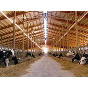 Строительство объектов для молочного животноводства проектирование оборудование сервис