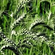 Пшеница озимая фото