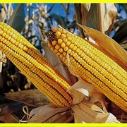 Семена кукурузы Каскад 195 СВ ФАО – 190 фото