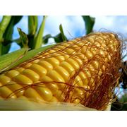 Перевозка по Украине кукурузы. 40т фотография