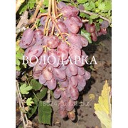 Саженцы винограда сверхраннего срока созревания