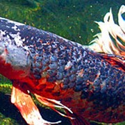 Dragon Koi