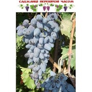 Саженцы винограда, плюща фото