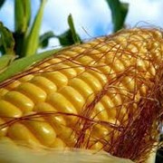 Семена кукурузы Зунерги ФАО 260 Штрубе