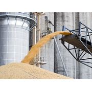 Грузоперевозки зерна в вагонах-зерновозах по Украине странам СНГ и Европе фото