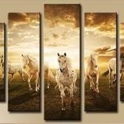 Пятипанельная модульная картина 80 х 140 см Табун белых лошадей скачущий по зеленому полю на закате фотография