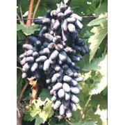 Саженцы винограда сорта Одесский сувенир фото