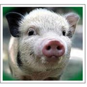 Услуги по проектированию построению или реконструкции свиноферм свинокомплексов командой с Днепропетровска по доступным ценам в кратчайшие сроки продажа оборудования для свиноферм фото