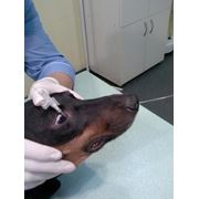 Офтальмология ветеринарная фото