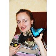 Франшиза готового бизнеса - живые бабочки. фото