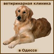 Лечение животных в стационаре Одесса фото