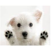 Ветеринарная терапия фото