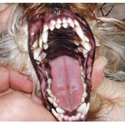 ветеринарная стоматология ВетДент