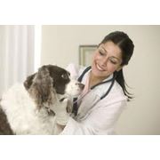 Консультация ветеринара постановка диагноза Киев