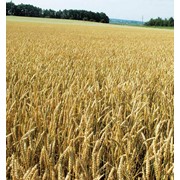Переработка зерна гречихи и пшеницы фотография