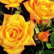 Саженцы роз многоцветковых (флорибунда) фотография