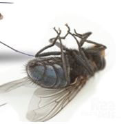 Уничтожение мух. Николаев. фото