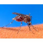 Борьба с комарами фото