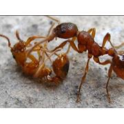 Борьба с муравьями дезинсекция