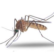 Уничтожение комаров. Николаев. фото