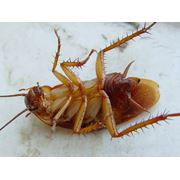 Уничтожение тараканов фотография