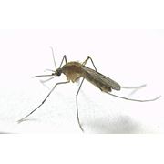 Уничтожение тараканов крыс мышей и насекомых комаров