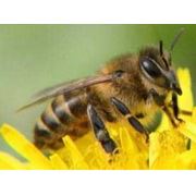 Борьба с пчелами Украина Киев