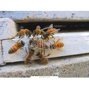 Борьба с пчелами фото