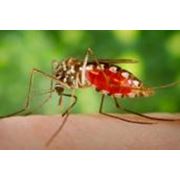 Дезинсекция. Защита от комаров. фото