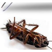 Как избавиться от тараканов в квартире в домашних условиях? фото