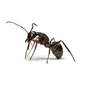 Уничтожение тараканов крыс мышей и насекомых муравьев фотография