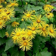 Девясил великолепный (Inula magnifica) фотография