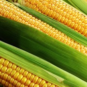 Семена кукурузы РОДНИК 179 СВ