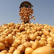 Биогумус для Обработки семенного картофеля