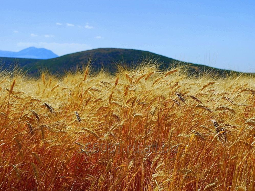 Рожь (Secale). Рожь колосится. Гора пшеницы. Пшеничное поле в Сибири. Про жито
