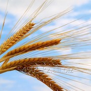 Пшеница на экспорт в Иран фотография