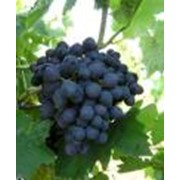Саженцы винограда кишмишных сортов Кишмиш черный фотография