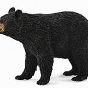 Американский черный медведь 88698b фотография