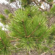 Сосна мелкоцветная Pinus parviflora Negishi 90-100 C65 фотография
