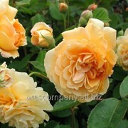 Роза Rosa Orange Beauty 20 – 30