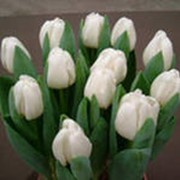 Букеты из тюльпанов фото