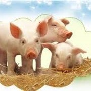 Кормовые добавки для свиней