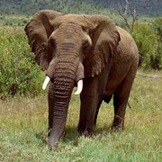 Слоны фотография
