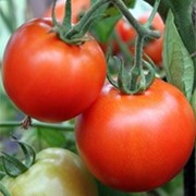 Семена томата (помидора) Полбиг F1 5 г.