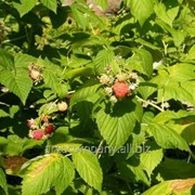 Малина Rubus illecebrosusA 20 – 30
