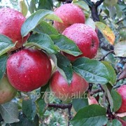 Саженцы яблонь Антей фотография